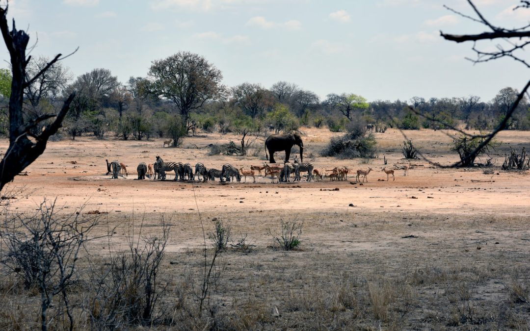 The Impact of Wildlife Conservation Tourism on Biodiversity