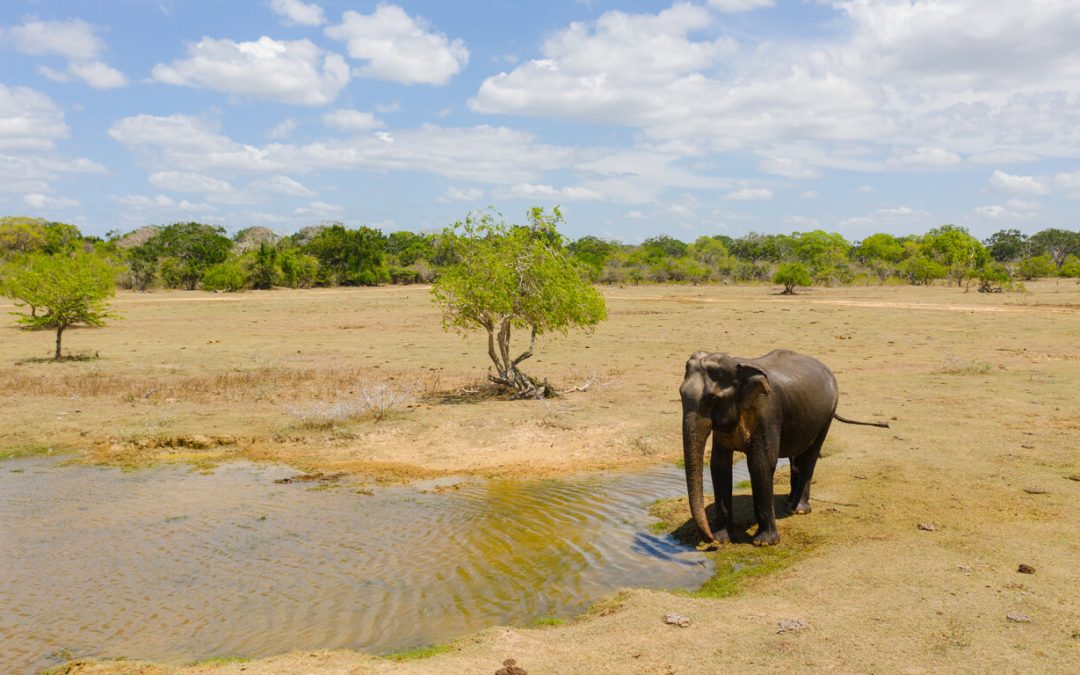 How Global Warming is Affecting Animal Habitats